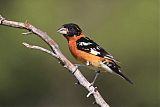 Black-headed Grosbeakborder=